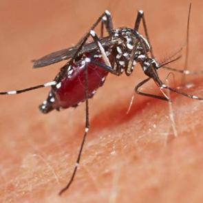 Dünyada sivrisineğin hiç görülmediği ülkede sivrisinek görüldü