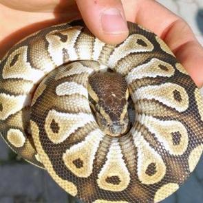 Gören gözlerine inanamadı! Cebinden piton çıktı