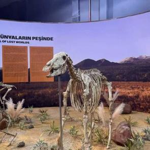 Milyonlarca yıllık fosillerin eksik uzuvları tamamlanıyor: Yakında müzede sergilenecek