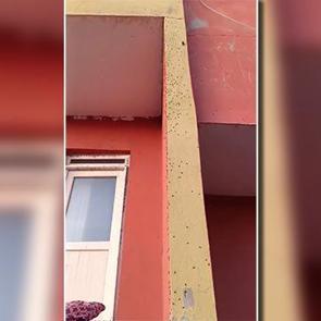 Sinek istilası! Evlerin duvarlarını kapladı