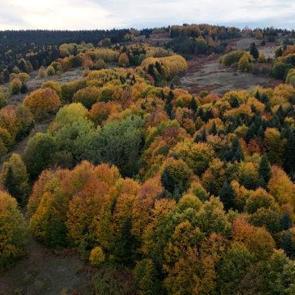 Sinop’ta renk geçişleri: Sonbahar kendini gösterdi!