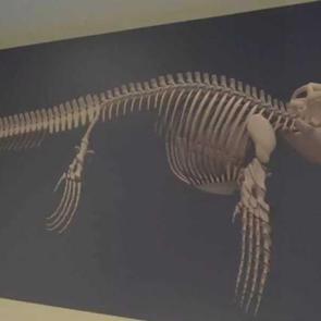 Türkiye’de ortaya çıktı: 65 milyon yıllık deniz dinozoru