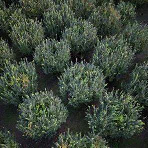 Çiftçinin bir yıllık emeği çöp oldu! 10 dönüm tarlada 2 kasa ürün çıktı