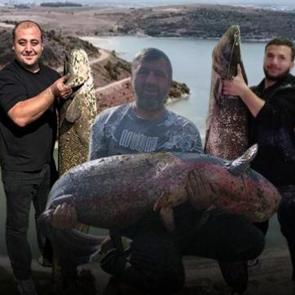 Boyları kadar yayın balığı yakalıyorlar! Bir değil, iki değil...