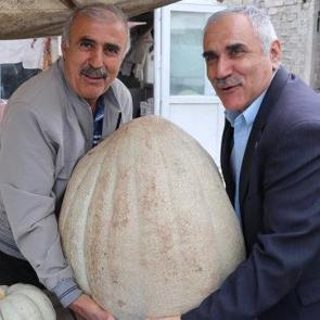 Devasa kabağın kilosunu öğrenince sevinçten havalara uçtu