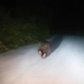 Karab&uuml;k'te yolda koşan ayı kamerada