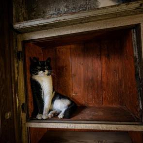 Özenin mimariye yansıması: Topkapı Sarayı’nın “kedi kapısı” yeniden hayat buldu!