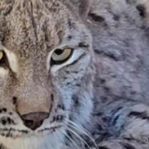 Su kanalına düşen vaşak kurtarılıp, bakıma alındı