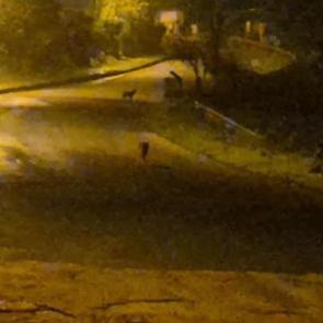 &Ccedil;akallar şehir merkezini mesken tuttu