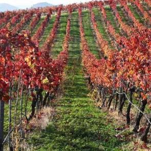 Kula’nın ateşli güzelliği: “Yanık Ülke” Sonbaharda bu güzelliklere büründü