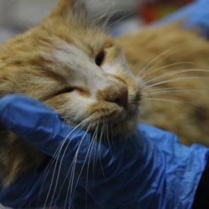 Sivas'ta kedi AIDS'ine rastlandı! Uzmandan kritik uyarı