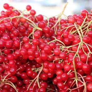 Erzincan'da "gençlik iksiri" olarak adlandırılan gilaburu tezgâhlarda yerini aldı
