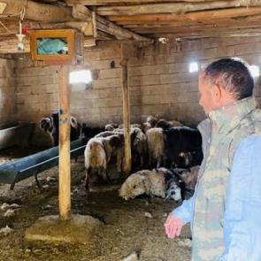  Şanlıurfa'da köpek dehşeti: Besicinin koyunları telef oldu!