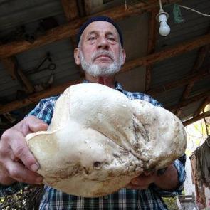 K&uuml;tahya'da dev mantar bulan Arif dede sevin&ccedil;ten havalara u&ccedil;tu