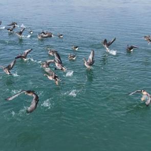 Er&ccedil;ek G&ouml;l&uuml;&rsquo;n&uuml;n yeni misafirleri: G&ouml;rsel ş&ouml;len oluşturdular! 