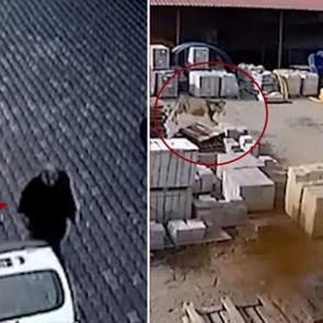 İnek dehşeti!Ahırdan kaçan kızgın hayvan önüne gelene saldırdı!