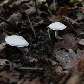 Yedikleri mantardan zehirlenen 7 kişi hastaneye kaldırıldı!