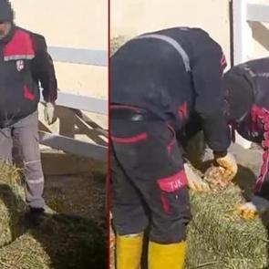 Şanlıurfa'da skandal görüntü: Yonca balyalarının arasına koydular