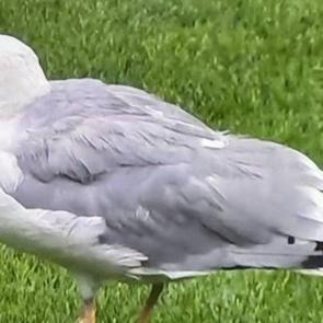 Beşiktaş ma&ccedil;ına 'Martı' r&ouml;tarı! S&uuml;leyman Seba'nın s&ouml;zleri g&uuml;ndem oldu