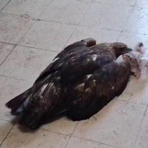 Esnafın kartala ‘kartalcık’ diye seslendiği anlar gündem oldu