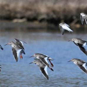 Fotoğrafçılar akın ediyor! “Kuş Cenneti”nden renkli kareler…