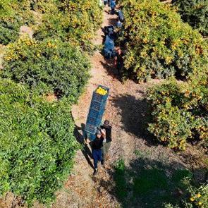 İş&ccedil;ilerin grevi kış meyvesini dalında bıraktı! Kilosu 3 liraya kadar geriledi