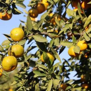 Kilosu 2 liraya kadar gerileyince tonlarca &uuml;r&uuml;n &uuml;cretsiz dağıtıldı