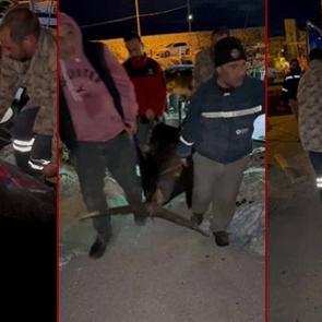 Yakaladığı kılı&ccedil; balığını 4 kişi zor taşıdı! Kilosuna inanmak g&uuml;&ccedil;