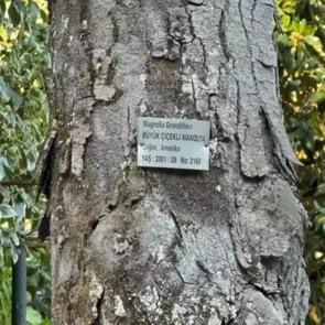 Yalova&rsquo;nın canlı mirası: 96 yıllık arboretum sinir-stres bırakmıyor