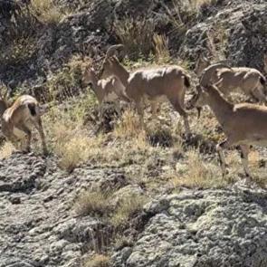 Bayburt'un zirvelerinde canlılık: Yaban keçileri sürü halinde görüntülendi