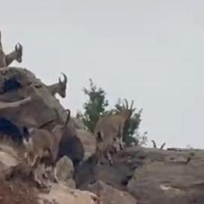Elazığ'da dağ ke&ccedil;ileri s&uuml;r&uuml; halinde g&ouml;r&uuml;nt&uuml;lendi