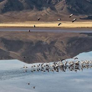 Eski ekosistemine kavuşan "Tuzla Palas Gölü" göçmen kuşları ağırlıyor