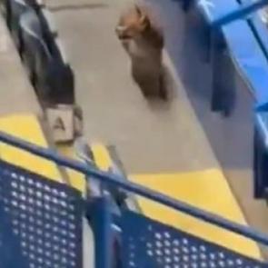 Şampiyonlar Ligi ma&ccedil;ı &ouml;ncesi d&uuml;nya devinin stadına tilki girdi