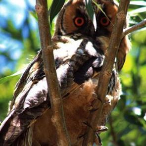 Nadir görülen kulaklı orman baykuşu Van'da objektiflere yansıdı