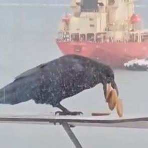 6 bisküviyi aynı anda gagasına sığdırmaya çalışan karga kamerada