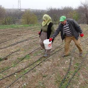 Emekli olunca boşluğa düştü: Deneme ekimi yaptı! Kilosunu 2,500 TL’den satıyor 