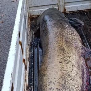 Dev balığı görünce dünyalar onu oldu! O anlar kamerada