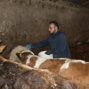 Ağrılı genç, hibe desteğiyle hayvancılık işini büyüttü