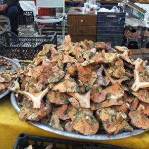 Balıkesir’de yağmur yağdı, mantar fışkırdı