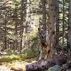 Bolu'nun yaban hayatı fotokapanla görüntülendi!
