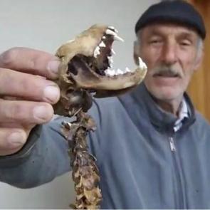 Boyu 55 santimetre, yırtıdı dişleri var: Artvin’de hayvan iskeleti bulundu