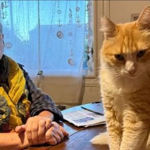 Dünyada bir ilk: Ağır suçlamalar nedeniyle kediye ev hapsi verildi!