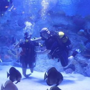 Engelliler, su altı dalışı yaparak yeteneklerini sergiledi