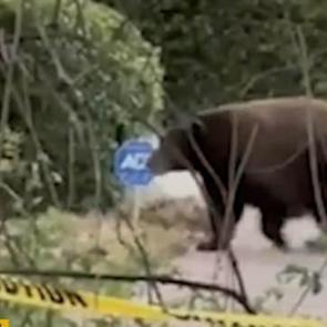 Evinin altında 200 kiloluk koca bir ayı yaşıyormuş!