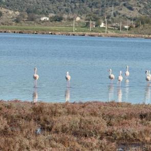 Flamingolarla süslendi! Tuzla Sulak Alanı’ndan manzaralar