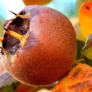 Görüntüsü sizi korkutmasın! Yediğinizde bağışıklığınızı güçlendiriyor