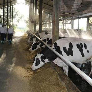 Hayvanları şap hastalığı vurdu! Üreticilerden süte zam talebi