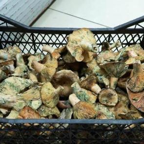 İstanbul'da bir ayda 60 kişiyi zehirledi! Uzmanlar uyardı: Açıkta satılanlara dikkat edin