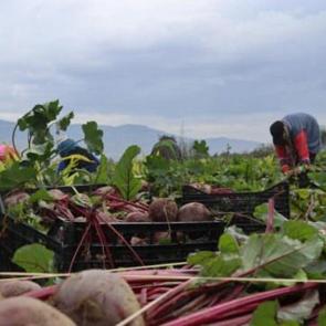 İzmir'in bereketli topraklarında ‘Kırmızı elmas' mesaisi