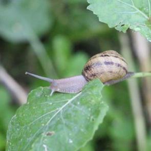 Kilosu tam 3 bin Euro'dan satılıyor: Burun kıvırdığımız canlı altın değerindeymiş